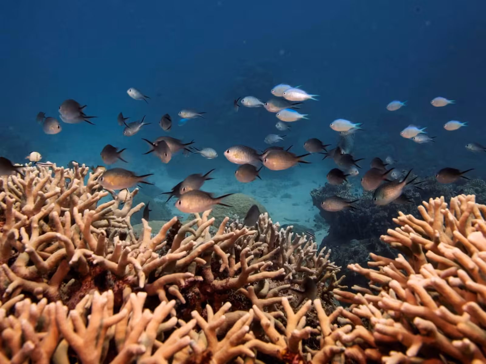Almost all shallow-water coral reefs now face extinction risk, study warns | Climate News