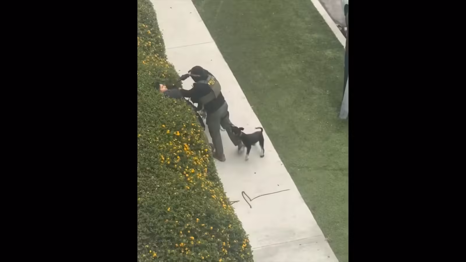 Dog walker threatened with gun during ICE arrest in North Hollywood | Civil Rights News