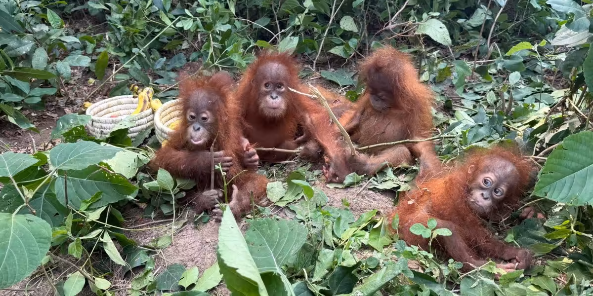 Five baby orangutans 1,700 miles from home expose the 'loopholes' in India's wildlife trade