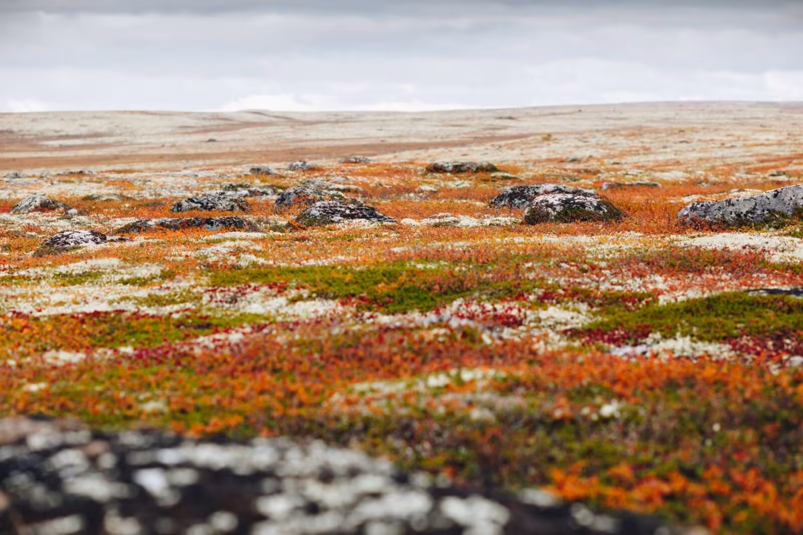 IDFC Green Finance Mapping 2026: Biodiversity Analysis