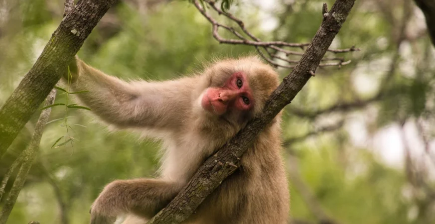 Just like us, macaques seem to fear germs after an outbreak : NPR