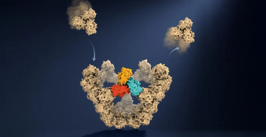 Oxford scientists discover how viruses build themselves without a blueprint