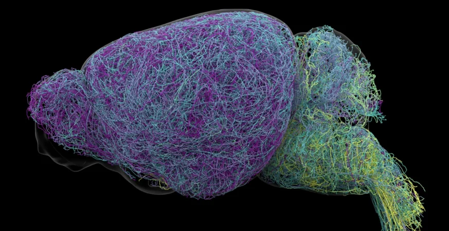 Scientists discover a hidden messaging system deep inside the brain