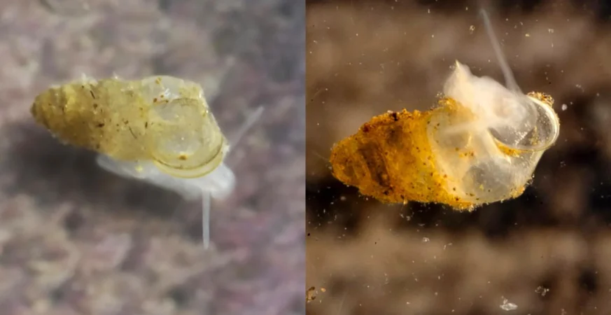 Scientists discover ghostly, eyeless creature hidden in Chinese cave
