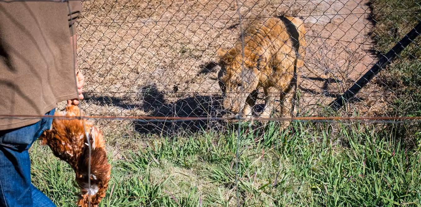 South Africa’s lion petting industry: we spent three years investigating and here’s what we found